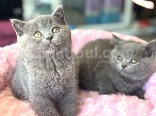 Ankarada Ziyarete Açık British Shorthair Yavrular görsel