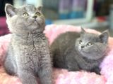 Ankarada Ziyarete Açık British Shorthair Yavrular