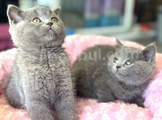 Ankarada Ziyarete Açık British Shorthair Yavrular görsel