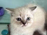 Ankarada Ziyarete Açık British Shorthair Yavrular