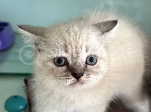 Ankarada Ziyarete Açık British Shorthair Yavrular görsel