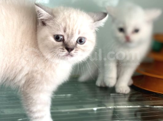 Ankarada Ziyarete Açık British Shorthair Yavrular görsel
