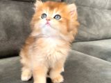 Golden Ny12 Şecereli Erkek Bebek