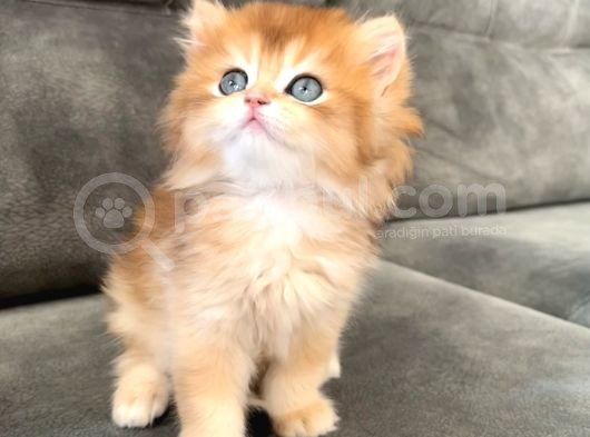 Golden Ny12 Şecereli Erkek Bebek görsel