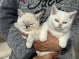 Ankarada ziyarete açık british shorthair yavrular