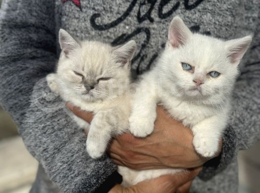 Ankarada Ziyarete Açık British Shorthair Yavrular