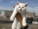 Ankarada Ziyarete Açık British Shorthair Yavrular