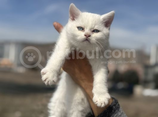 Ankarada Ziyarete Açık British Shorthair Yavrular görsel