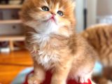 Golden ny12 şecereli erkek bebek