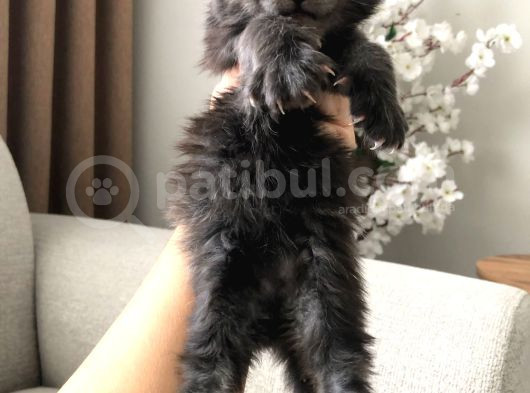 Safkan Mai̇ne Coon Yavrulari görsel