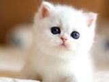 Süt Beyaz Silver Ns1133 British Shorthair