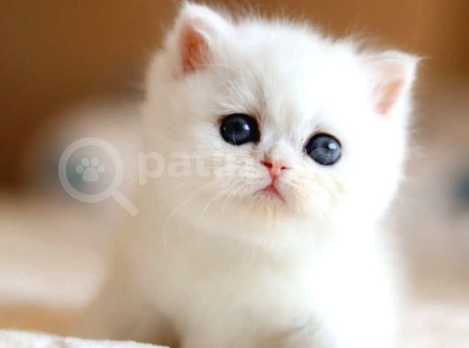 Süt Beyaz Silver Ns1133 British Shorthair görsel