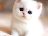 Süt Beyaz Silver NS1133 British Shorthair