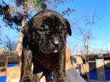 Güç Ve Sadakatin Kusursuz Buluşması Cane Corso