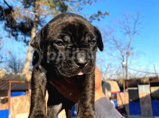 Güç Ve Sadakatin Kusursuz Buluşması Cane Corso görsel