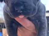 Güç Ve Sadakatin Kusursuz Buluşması Cane Corso