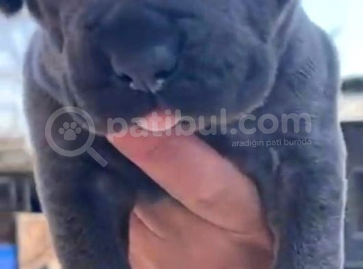 Güç Ve Sadakatin Kusursuz Buluşması Cane Corso görsel