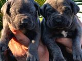 Güç Ve Sadakatin Kusursuz Buluşması Cane Corso