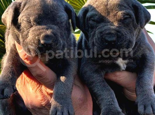 Güç Ve Sadakatin Kusursuz Buluşması Cane Corso görsel