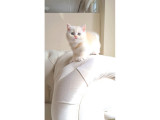 Dişi British Shorthair 2 Aylık