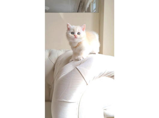 Dişi British Shorthair 2 Aylık