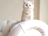Dişi British Shorthair 2 Aylık