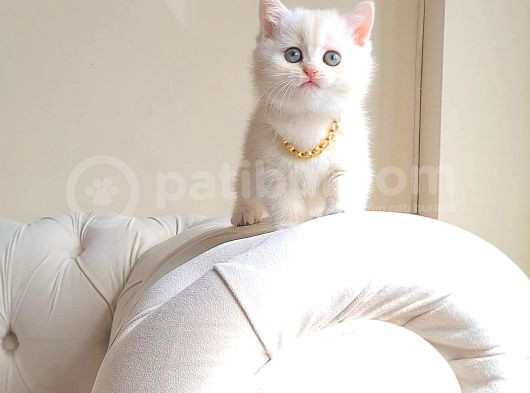 Dişi British Shorthair 2 Aylık görsel