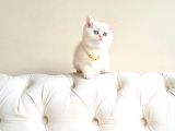Dişi British Shorthair 2 Aylık