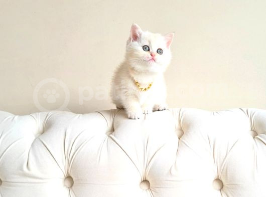 Dişi British Shorthair 2 Aylık görsel
