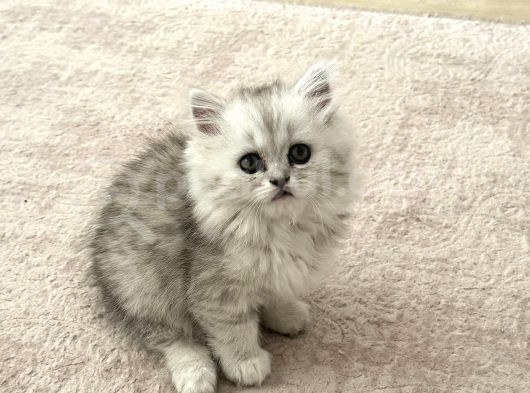 Güzeller Güzeli Chinchilla Bebeğim Ömürlük Yuvasına Gitmeye görsel