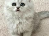 Güzeller güzeli Chinchilla bebeğim ömürlük yuvasına gitmeye