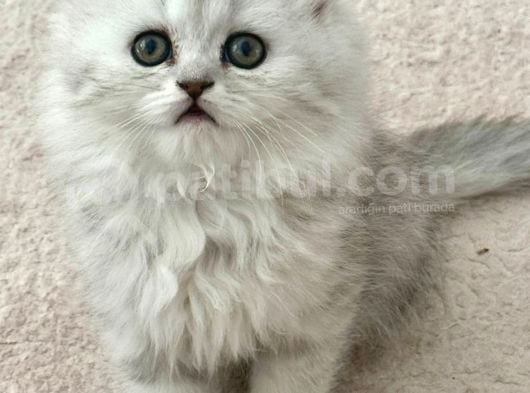 Güzeller Güzeli Chinchilla Bebeğim Ömürlük Yuvasına Gitmeye
