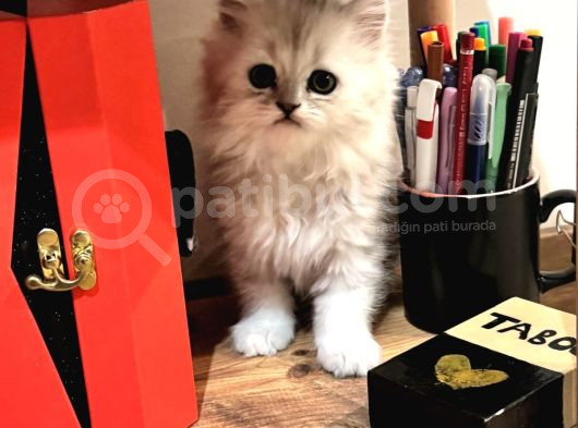 Güzeller Güzeli Chinchilla Bebeğim Ömürlük Yuvasına Gitmeye görsel