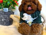 Toy Poodle Anne Altindan