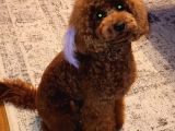 Red brown toy poodle