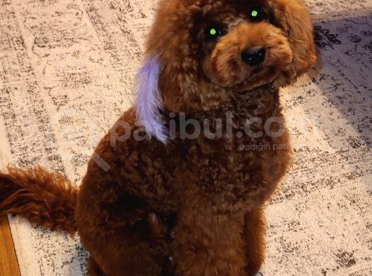 Red Brown Toy Poodle