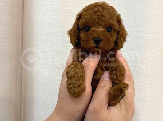 En İyi̇si̇nden Erkek Di̇şi̇ Poodle Bebekler görsel