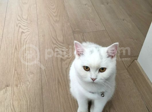 6 Aylık Beyaz Melek görsel