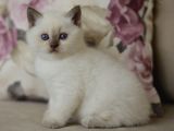 Nadi̇r Bulunan  British Shorthair Blue Point Kedi̇mi̇z