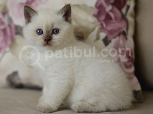 Nadi̇r Bulunan  British Shorthair Blue Point Kedi̇mi̇z görsel