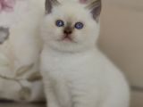 NADİR BULUNAN  BRITISH SHORTHAIR BLUE POINT KEDİMİZ