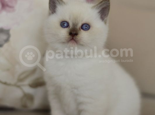 Nadi̇r Bulunan  British Shorthair Blue Point Kedi̇mi̇z