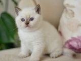 Nadi̇r Bulunan  British Shorthair Blue Point Kedi̇mi̇z