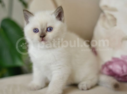 Nadi̇r Bulunan  British Shorthair Blue Point Kedi̇mi̇z görsel