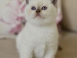 Nadi̇r Bulunan  British Shorthair Blue Point Kedi̇mi̇z