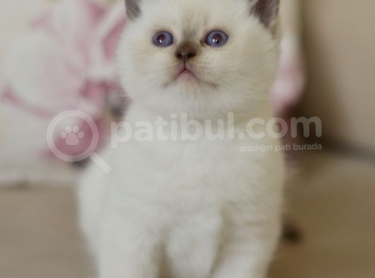 Nadi̇r Bulunan  British Shorthair Blue Point Kedi̇mi̇z görsel