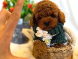 Toy Poodle Irkinin En İyi̇si̇