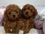 EN İYİSİNDEN ERKEK DİŞİ POODLE BEBEKLER