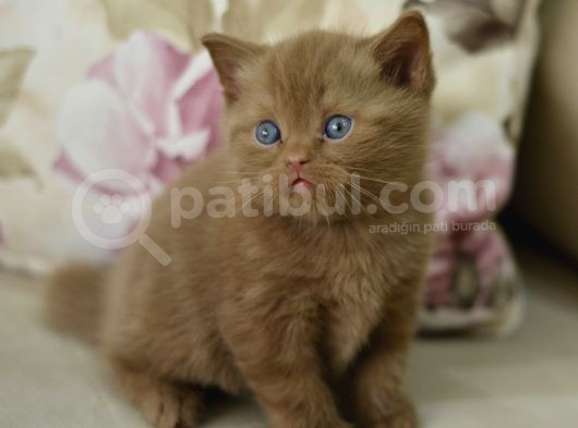 Nadi̇r Bulunan British Chocolate Ve Beyaz Yavrularimiz görsel