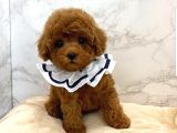 En İyi̇si̇nden Erkek Di̇şi̇ Poodle Bebekler